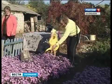 Вести «Калмыкия»: вечерний выпуск 15.10.2014