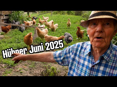 Hühnerrundgang mit Edu im Juni 2025