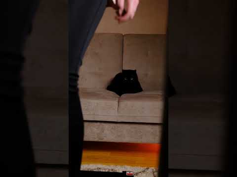 фото беговая дорожка аренда iron horse 8000s 0