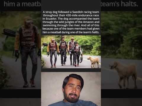 The Meatball That Changed Everything: Dog Follows Racing Team 430 Miles Through Amazon