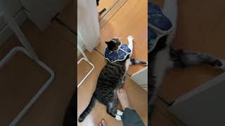 ちょっとそこどいてくれませんかね？