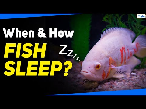 When Do Fish Sleep? | How Do Fish Sleep?