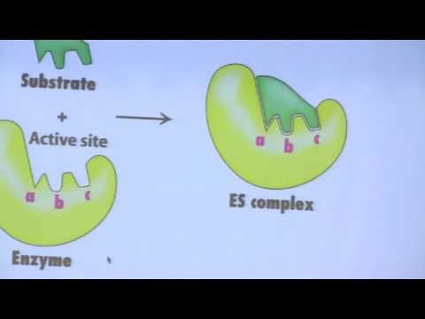 Kevin Ahern's Bite-Sized Biochemistry #10:  Enzymes