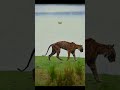 Tigress Arrowhead In Her Final Moments Filmed By Sachin Rai