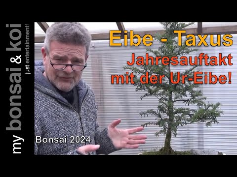 Bonsai 2024-1 - Eibe - Taxus - mit der Ur-Eibe ins neue Bonsaijahr!