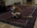 Cat wipes butt on carpet
