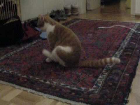 Cat wipes butt on carpet