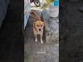 Animal lover || care pet's || animal lovers #animals #shorts #viral