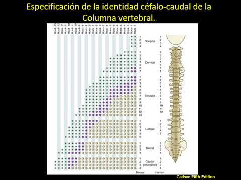 TP 09 Craneo y columna