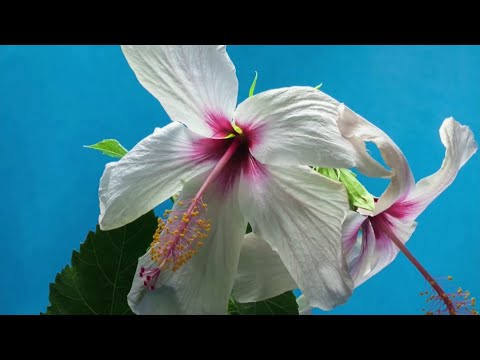 Blooming Flowers Time Lapse 😍Nature Beauty (33)
