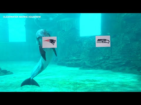 Nick's Pick: Dolphin at Clearwater Marine Aquarium predicts Super Bowl winner - YouTube