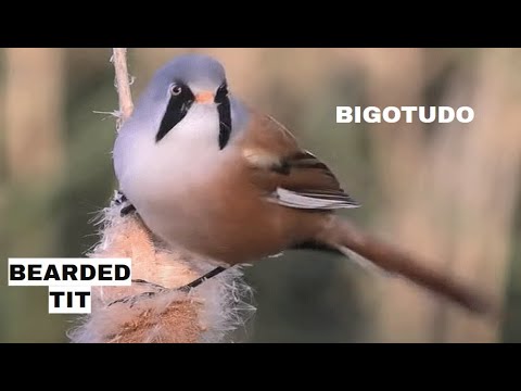 BIGOTUDO | BEARDED TIT | Panurus biarmicus
