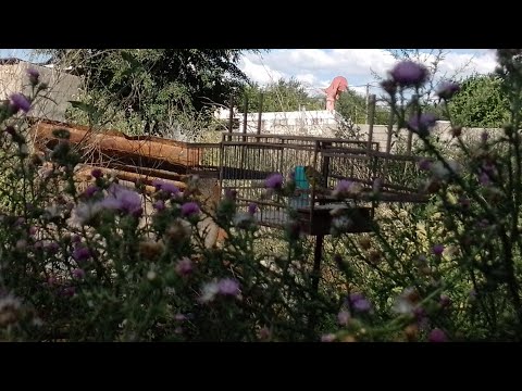 First cabe pigeons and an UNEXPECTED catch!