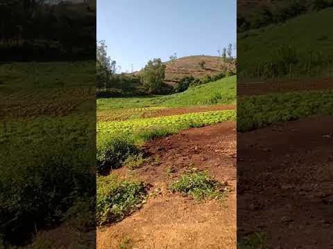 minas gerais (Tocantins)