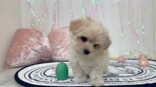 ハーフ犬の動画01