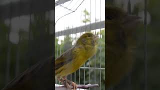 Download lagu Spanish timbrado classico no19 - 2021 mp3