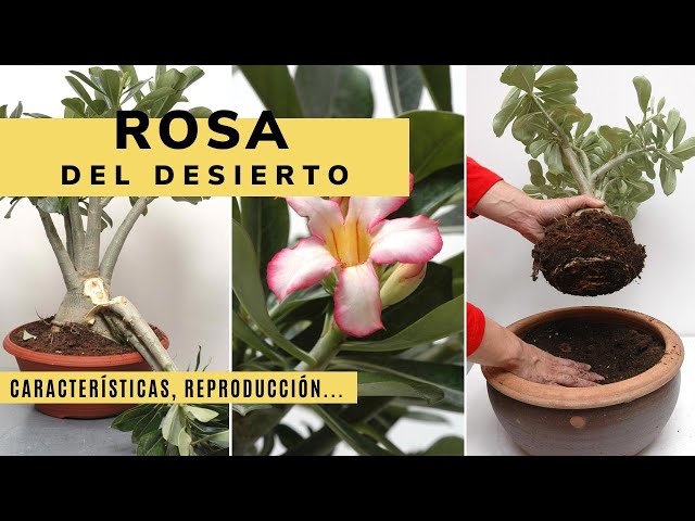 Vídeo relacionado con Rosa del desierto, la