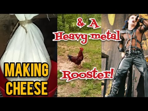 Making Cheese and a Heavy Metal Rooster! - Ann's Tiny Life and Homestead