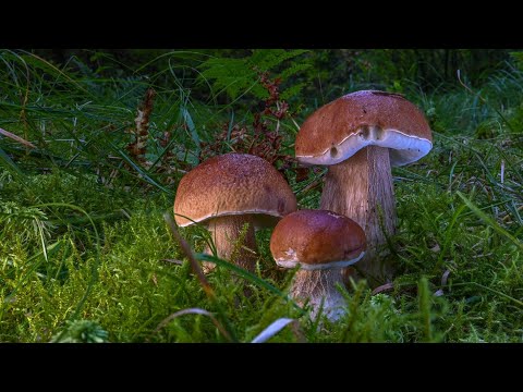 (Boletus edulis) Vrganj 12.09.2023