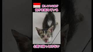 ジャカルタの可愛い野良猫達、元気のない子猫が多くて心配です・・・#indonesia #jakarta #kucing #neko