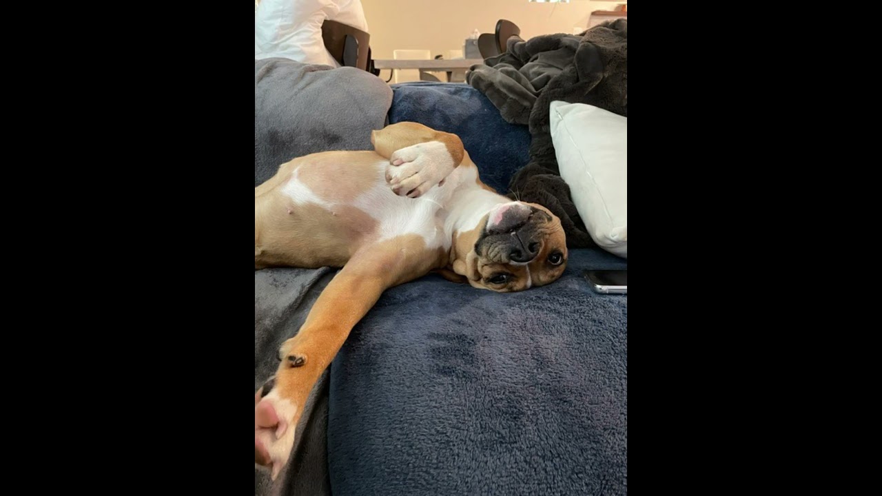 Enlarge Popcorn, a Adoptable mixed breed in Seattle, WA video 6/6