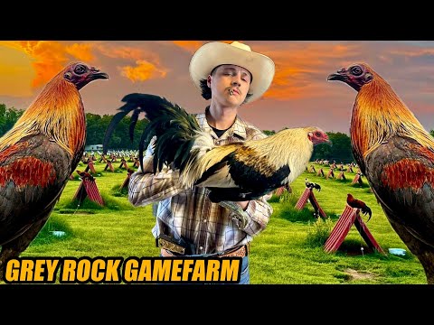 Pure Grey Cardinal Hatch Albany And Perfection Leiper Hatch Kelso | GREY ROCK GAMEFARM