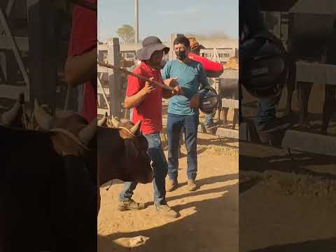 feira do Gado em Dois Riachos Alagoas.