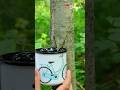 The Secret To Making Trees Grow Tree Growth Easy Smart