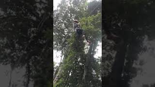 preview picture of video 'Amazon jungle rope swing'