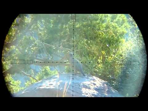 Hunting with fx impact mk2 power plenum