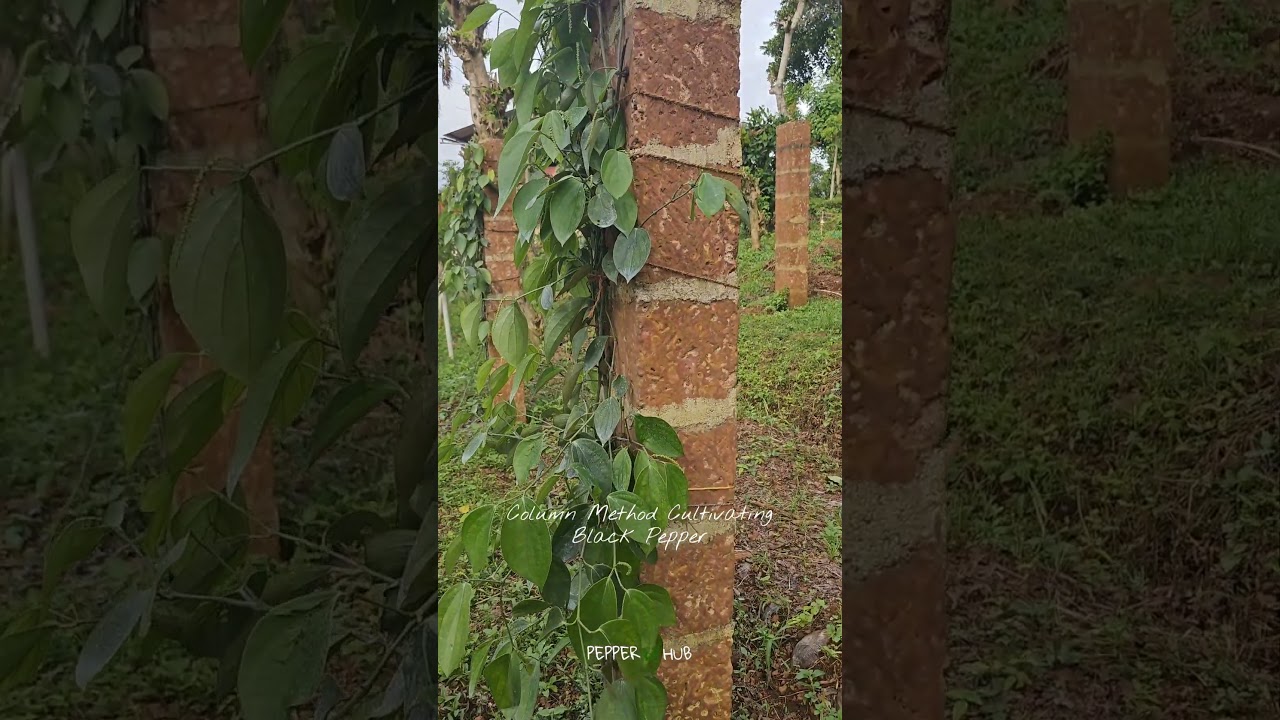 Vietnam model Black pepper cultivation or Column method of Cultivation.