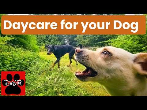 🐕‍🦺💜 Daycare for your dog!  Dogs can't resist this Video! 🐕‍🦺🐕🌦🌲