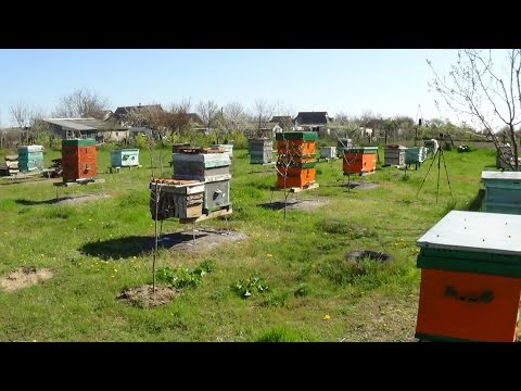 Пчеловодство как бизнес - теория и практика