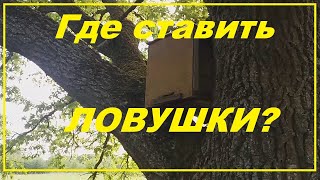 Где устанавливать ловушки для ловли роев в ловушкина