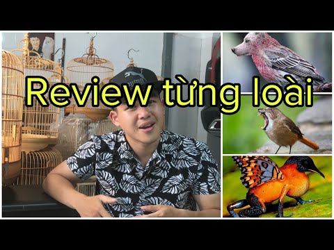 6 LOÀI CHIM HÓT HAY MÀ MÌNH ĐÃ TỪNG NUÔI