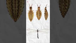 Download lagu Fakta unik undur-undur masternya pembuat perangkap #facts #insects mp3 Download lagu Fakta unik undur-undur masternya pembuat perangkap #facts #insects mp3