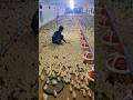 Chicks Animals Broilerchicken Shortsvideo Viral Poultry Shorts