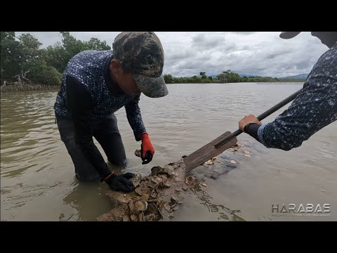 EP713-P1 - Oyster Forage and Cook | Occ. Mindoro