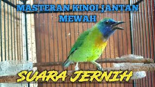 Download lagu 🔴 MASTERAN KINOI JANTAN BERVARIASI DAN MEWAH ‼️ SUARA JERNIH | MASTERAN PARA JUARA ‼️ mp3