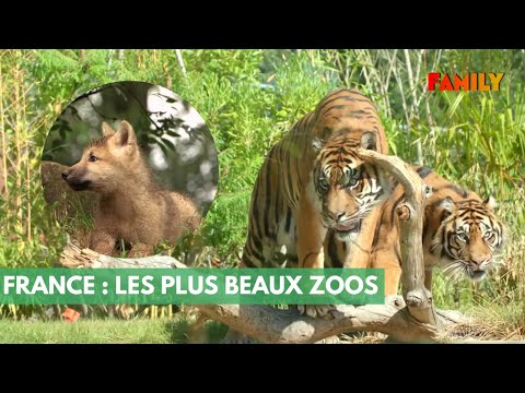 Dans les coulisses des plus beaux zoos de France