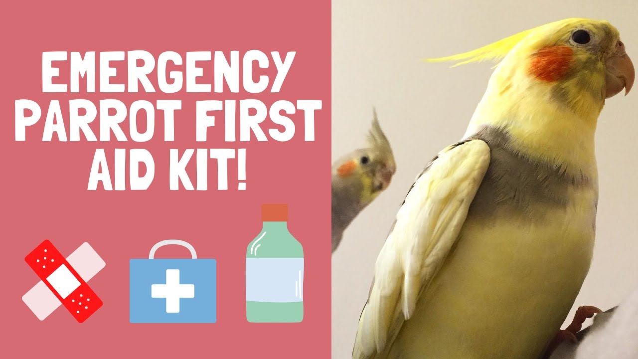Emergency Parrot First Aid Kit - Essential Items | BirdNerdSophie