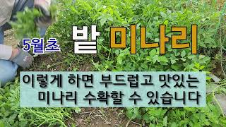 5월 초 밭 미나리 이렇게 하면 부드럽고 맛있는 미나리 수확 할 수 있습니다. #밭 미나리 잘 가꾸는 방법 …