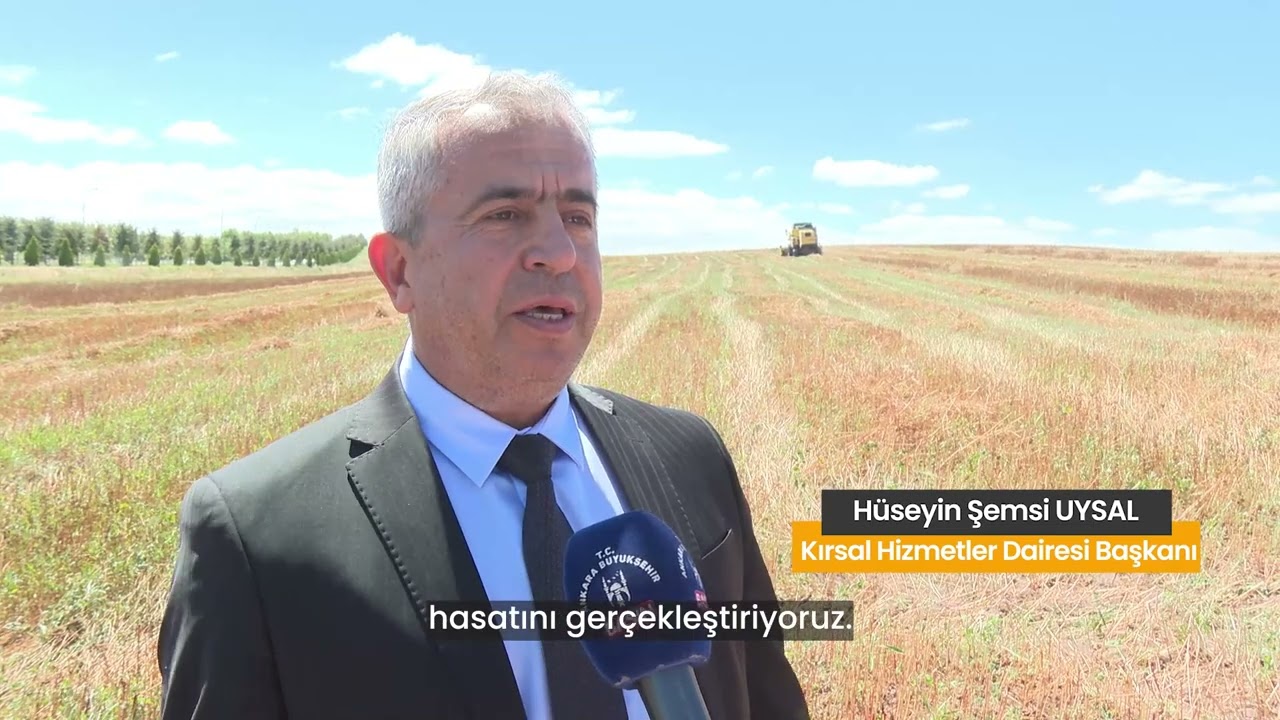 ATA Çiftliği’nde ilk karabuğday hasadını gerçekleştirdik. 