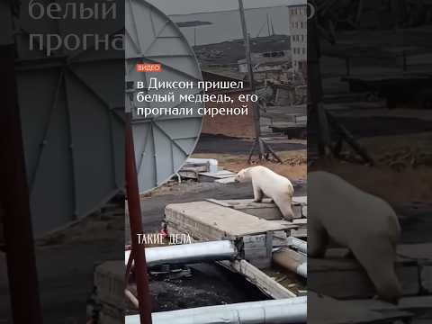 В поселок Диксон на Таймыре пришел белый медведь