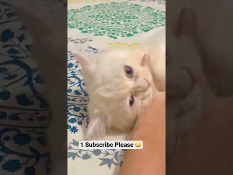 #shorts #angrycat #kitten #cat #catlover #youtubeshorts #shortsvideo #viralshorts #cutebaby #fyp