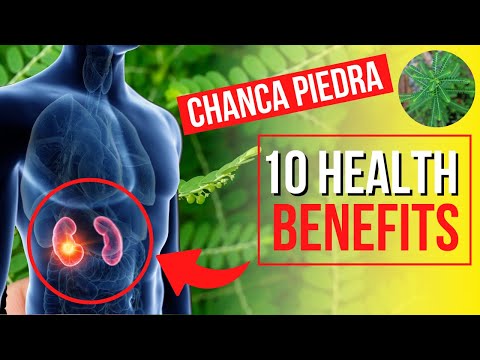 10 Benepisyo Ng Sampa sampalukan o Chanca Piedra | Sampa sampalukan Herbal Benefits