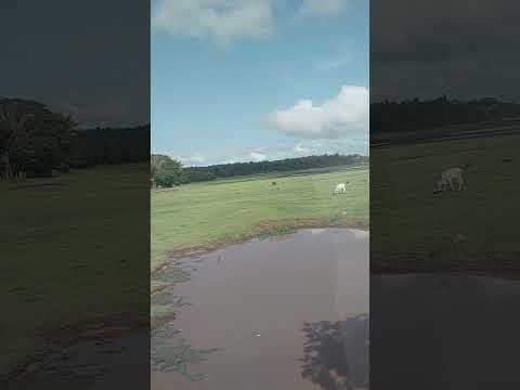 Paisagem do interior #maranhão #diadiarural #interior #nordeste #shortsfeed #natureza #palmeirândia