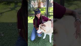 Video preview image #1 Siberian Husky Puppy For Sale in Pasadena, CA, USA