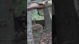 Schon gesehen? Jetzt auf YouTube ansehen📲🌿! #copterpro