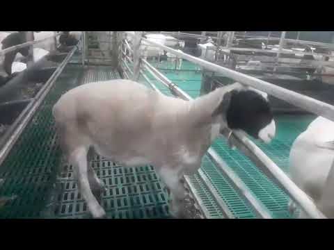 *** Sold Out *** #dorpersheep #dorper F3 male Lamb for Sale||002||7019619462 ||Vasantha Farms